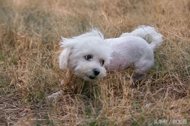 家里比熊犬发情了，遇到它心中的美女，谁也阻拦不住它求偶的脚步