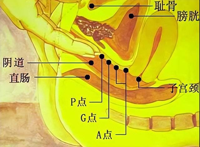 女性私密也会“发出声音”，女生的3个冷知识，很多女性不了解