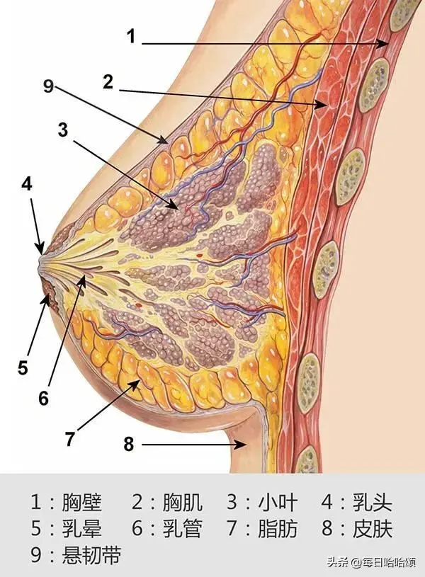 吉娜把一手好牌打得稀烂！最后坚挺的竟然只有胸？不愧是人妻！