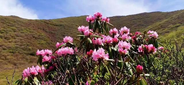 迎风沐雨，到兰州阿干镇双嘴山，欣赏那片高山杜鹃