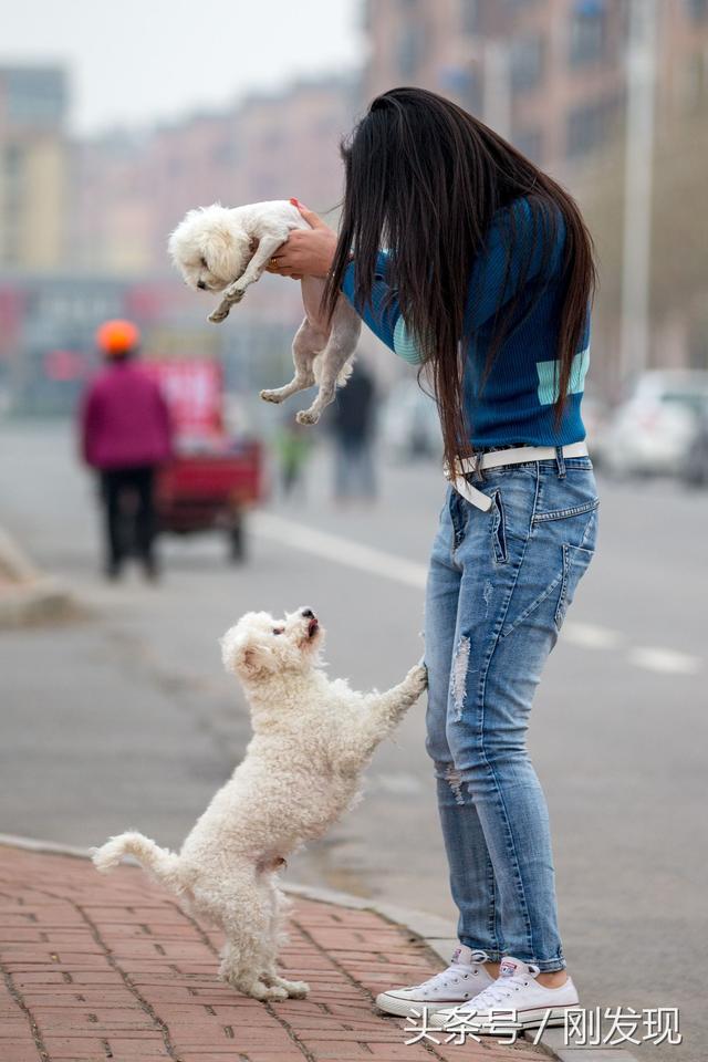 家里比熊犬发情了，遇到它心中的美女，谁也阻拦不住它求偶的脚步