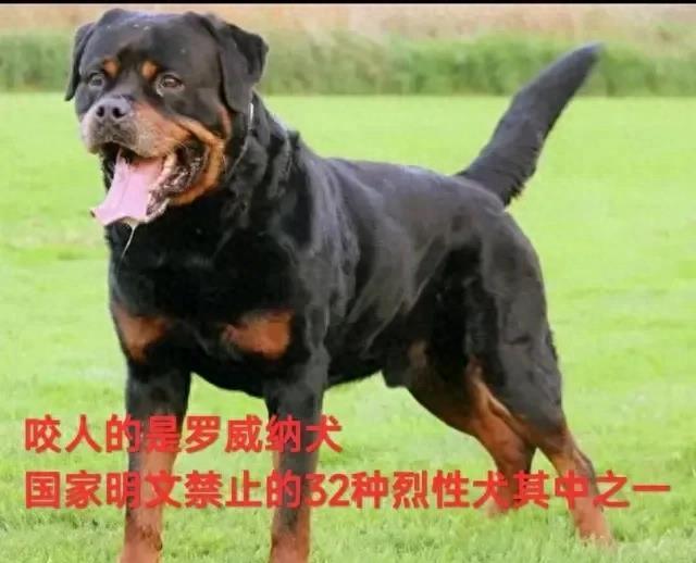 狂犬病威胁下，美女狗主人奋力拯救受伤女孩，众人感动哭泣！