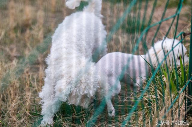 家里比熊犬发情了，遇到它心中的美女，谁也阻拦不住它求偶的脚步