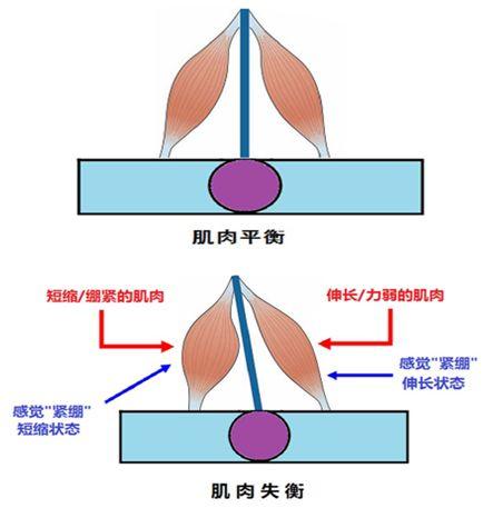 五禽健腰操丨美女医生教学，每天5-10分钟和腰痛说再见