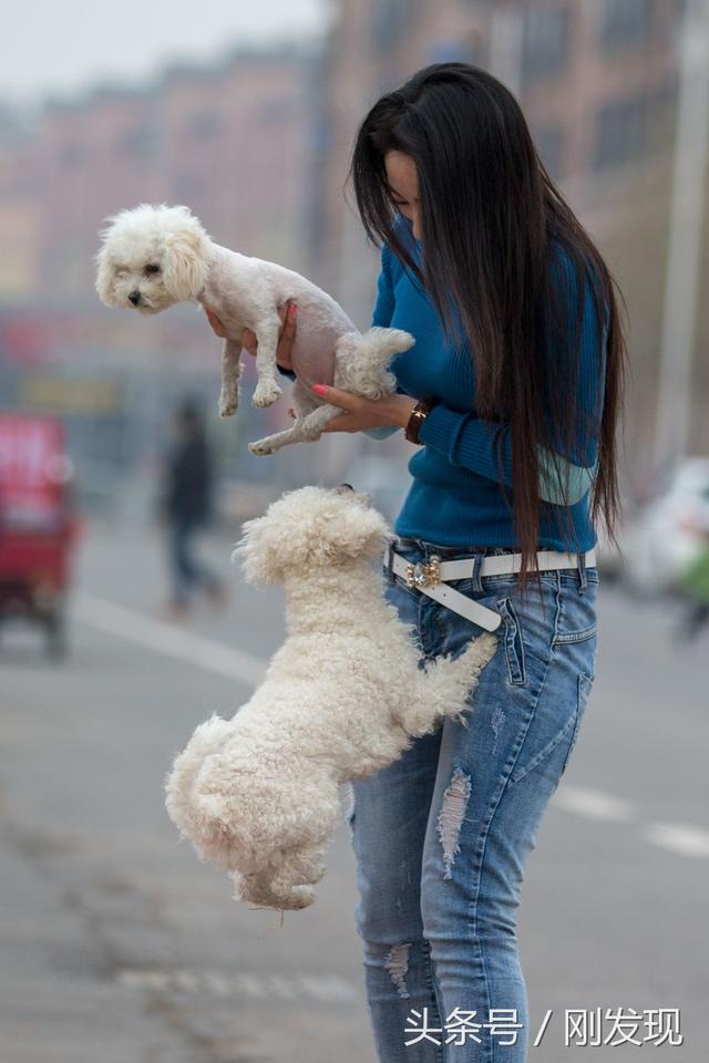 家里比熊犬发情了，遇到它心中的美女，谁也阻拦不住它求偶的脚步