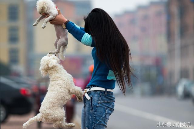 家里比熊犬发情了，遇到它心中的美女，谁也阻拦不住它求偶的脚步