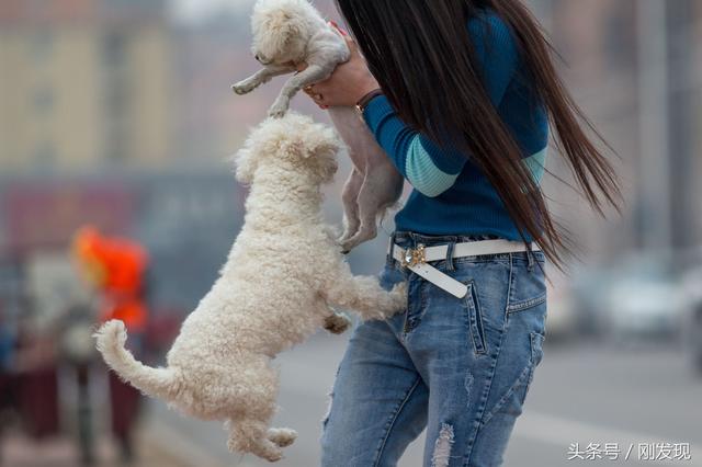 家里比熊犬发情了，遇到它心中的美女，谁也阻拦不住它求偶的脚步