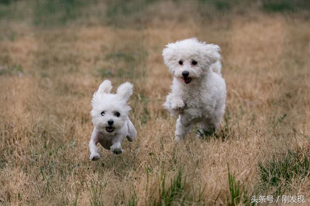 家里比熊犬发情了，遇到它心中的美女，谁也阻拦不住它求偶的脚步