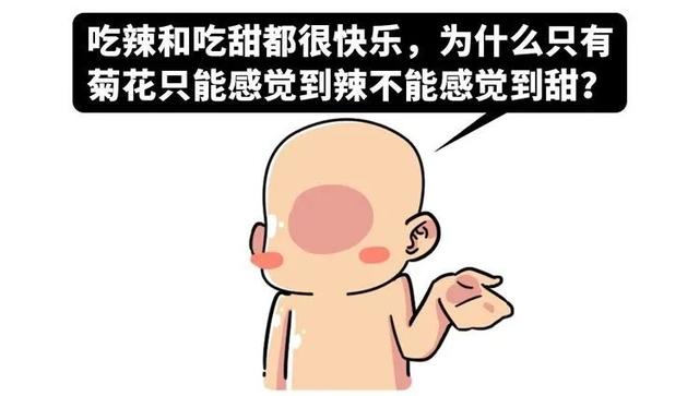 吃辣和吃甜都很快乐，为什么菊花只能感觉到辣，却不能感觉到甜？