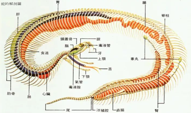 被蛇吞下是什么感觉？科学家作死身穿盔甲进行实验，心率飙升180