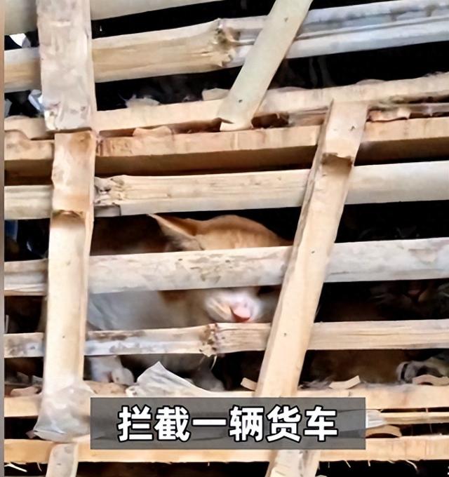 爱猫失踪后90后女孩暗访整条产业链：餐厅把猫头砍掉，冒充兔肉