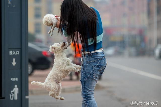 家里比熊犬发情了，遇到它心中的美女，谁也阻拦不住它求偶的脚步