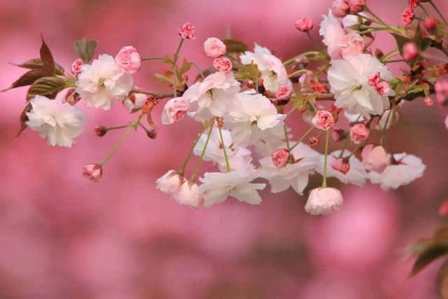 神仙颜值！西安交大曝光“最美校花”，高清大图惊艳全网！