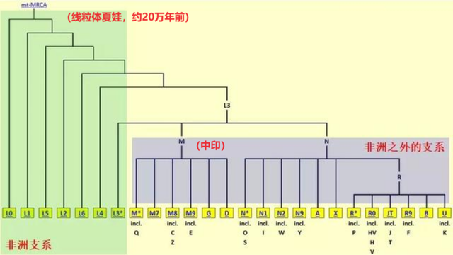 印度三哥竟然还是中国人的表哥