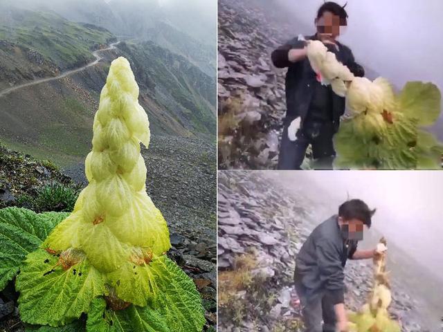 女游客高原摘花被举报，美女嘴含野花后住院，一个很刑一个很毒！