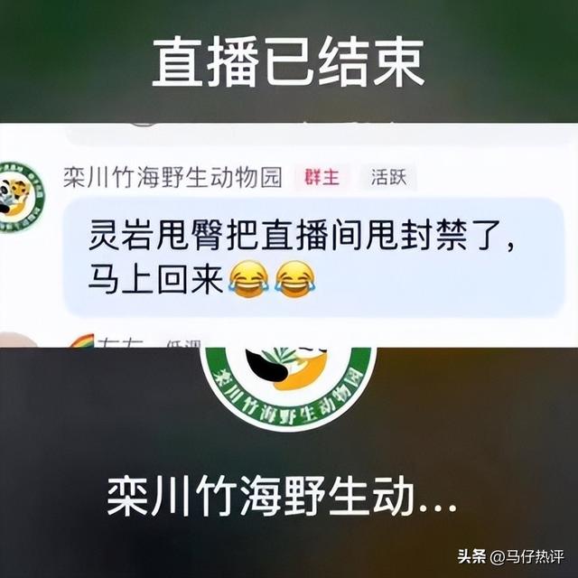 笑炸了，大熊猫性感抖臀致直播间被封十分钟？迟早要笑死在评论区