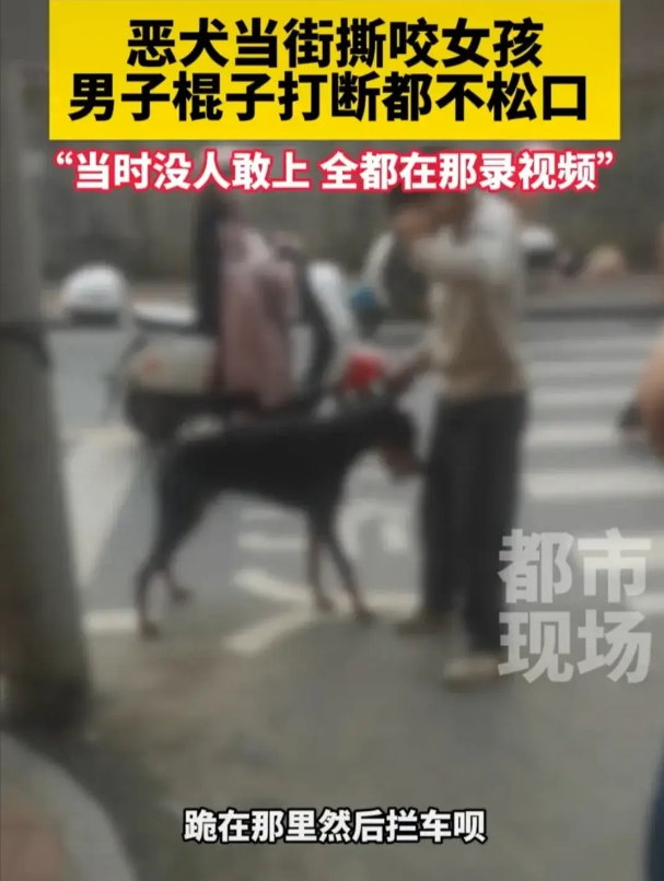 下跪了！湖南恶犬撕咬女孩的腿，狗主人身份曝光，面临巨额医药费