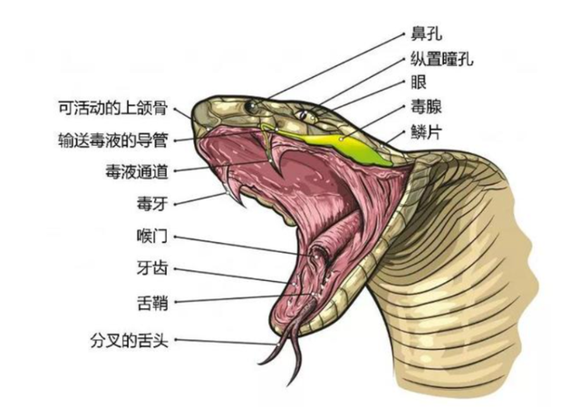 被蛇吞下是什么感觉？科学家作死身穿盔甲进行实验，心率飙升180