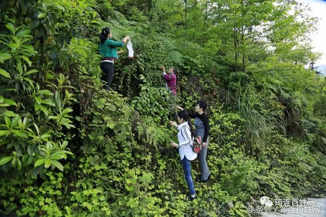 为了能吃上“山珍”，这些美女简直啥子都不管不顾了！