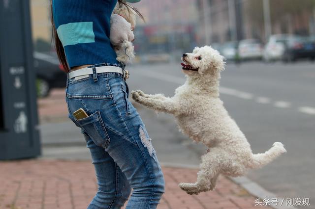 家里比熊犬发情了，遇到它心中的美女，谁也阻拦不住它求偶的脚步