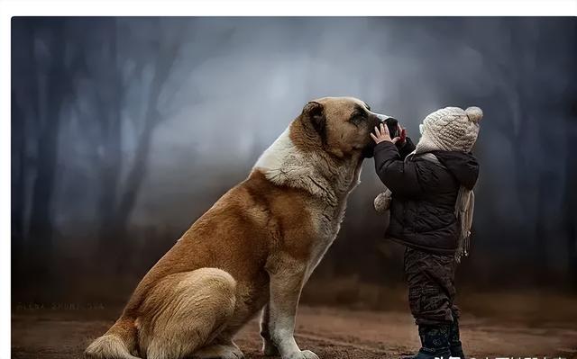 下跪了！湖南恶犬撕咬女孩的腿，狗主人身份曝光，面临巨额医药费