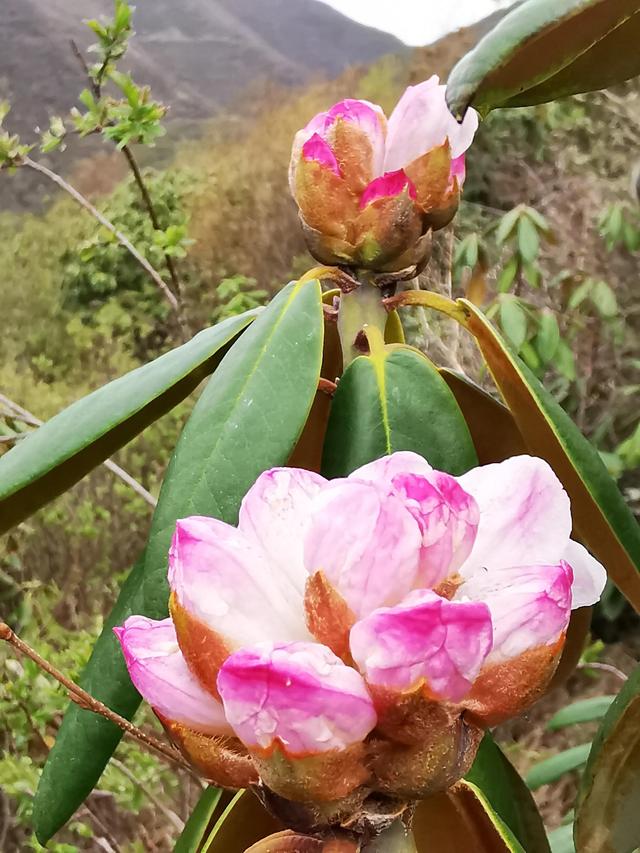 迎风沐雨，到兰州阿干镇双嘴山，欣赏那片高山杜鹃