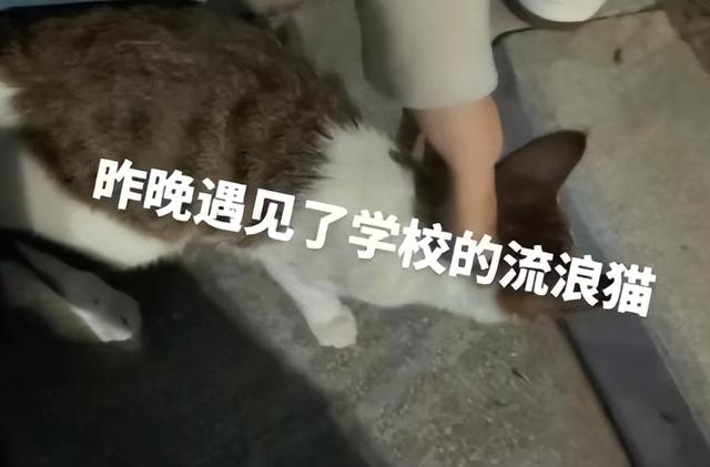 女友被流浪猫抓伤，男大学生竟用嘴吸伤口清理，医生也要求打疫苗