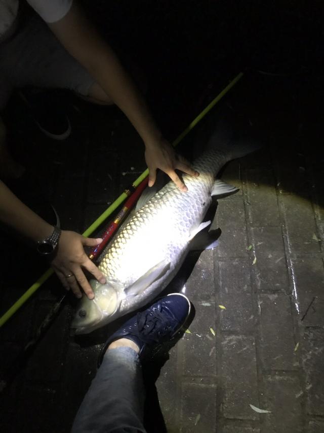 和草鱼妹纸雨夜搏斗，半小时缴了它的械