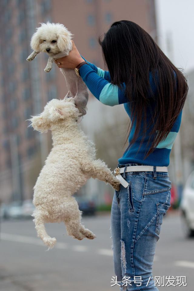 家里比熊犬发情了，遇到它心中的美女，谁也阻拦不住它求偶的脚步