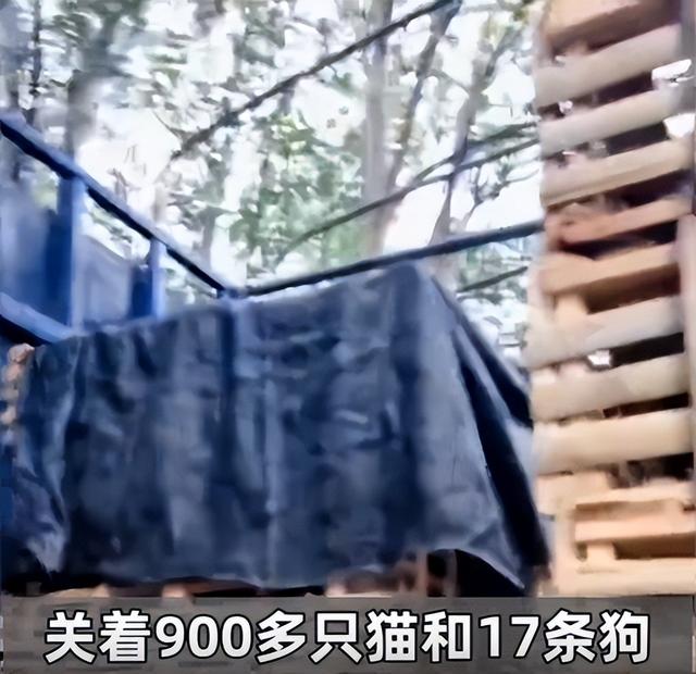 爱猫失踪后90后女孩暗访整条产业链：餐厅把猫头砍掉，冒充兔肉