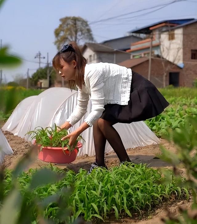 为流量打擦边球？网红严素穿黑丝短裙下田干农活，网友：建议封杀