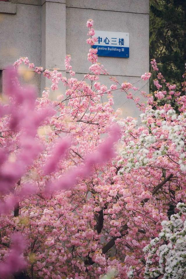 神仙颜值！西安交大曝光“最美校花”，高清大图惊艳全网！