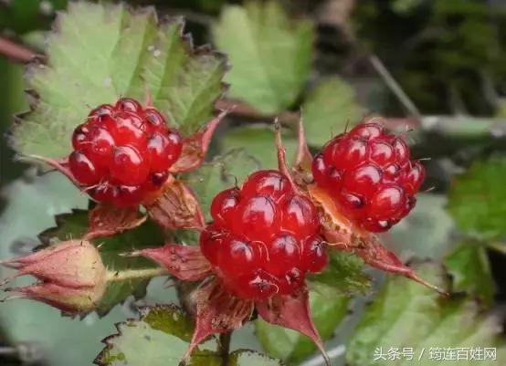 为了能吃上“山珍”，这些美女简直啥子都不管不顾了！