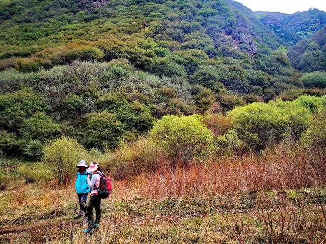 迎风沐雨，到兰州阿干镇双嘴山，欣赏那片高山杜鹃