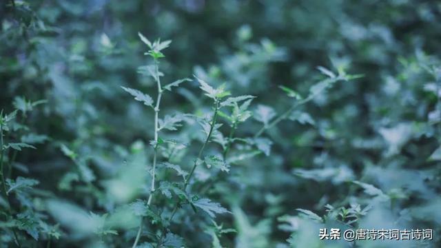 又逢端午：香草美人的怀念