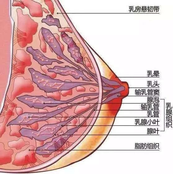 帮女朋友一摸，胸部真的能变大？