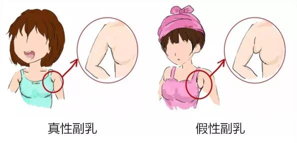 一个正经的问题：不同罩杯的「乳房」有多重？