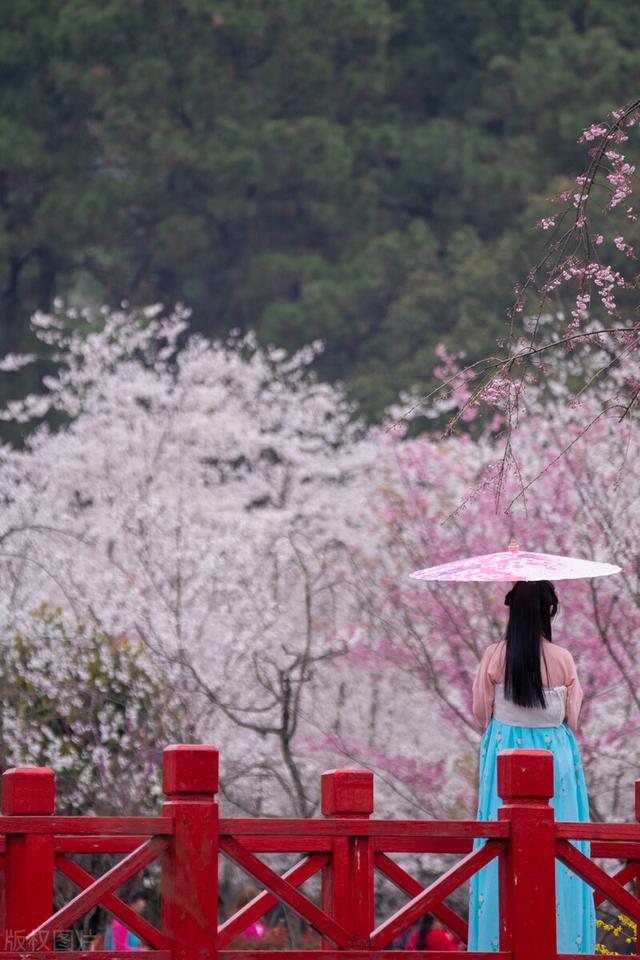 在春光里，又见丁香姑娘