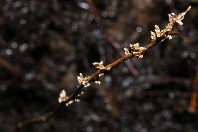 广东发现白丝草新种 命名为“石门台白丝草”