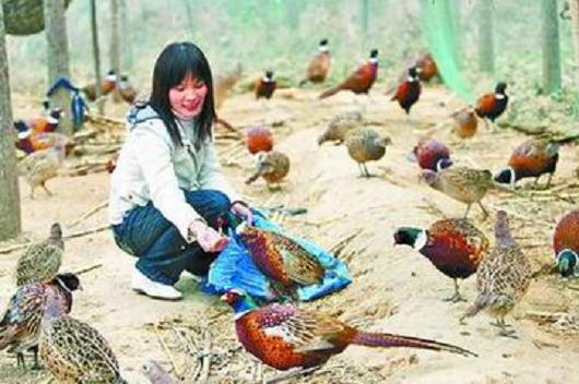 90后美女大学生回村养野鸡年入百万