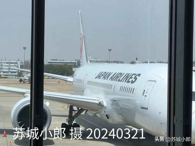 日本航空的美女空乘小姐姐：从上海虹桥机场坐日航