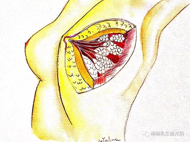 走进最贵的房子-图解乳房结构