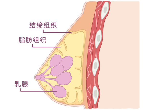 为什么有些女生胸部柔软像面包，有些却硬得像馒头？科学解释来了