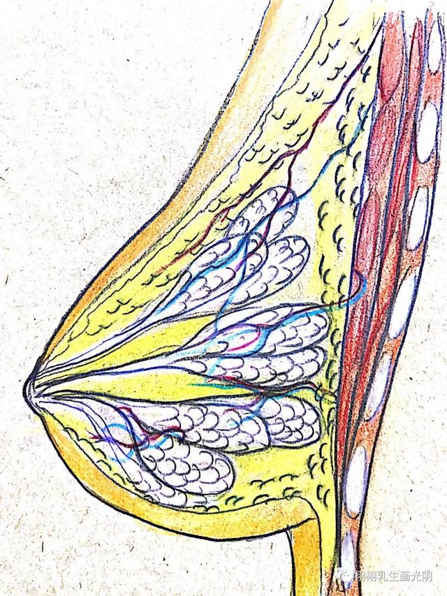 走进最贵的房子-图解乳房结构