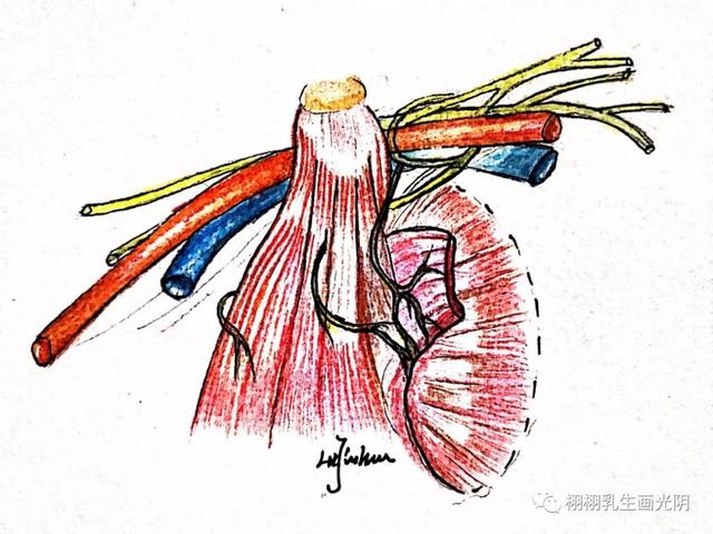 走进最贵的房子-图解乳房结构