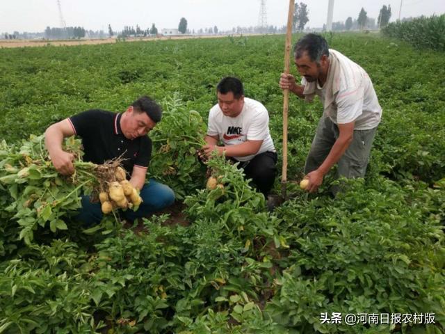 安阳县吕村镇后冯宿村：要把土豆做成就富民增收的大产业