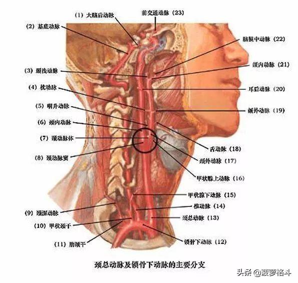 被巴西柔术中的绞技绞多久会出现生命危险？