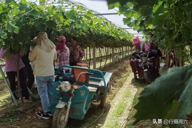 山西美女种葡萄，请来云南帮工1人1天赚1000元，算账方法奇葩