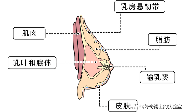 女生运动时，要怎么固定抖动的胸？