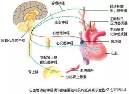 被巴西柔术中的绞技绞多久会出现生命危险？